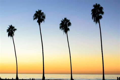 Four Leaning Trees Wallpaper Wallpapersok