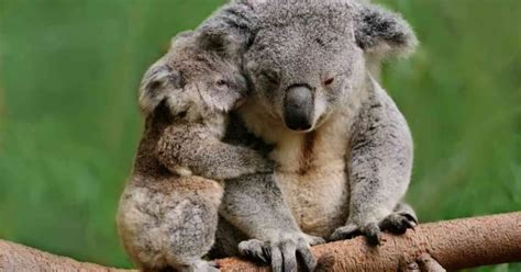 Koala Behavior - AnimalBehaviorCorner