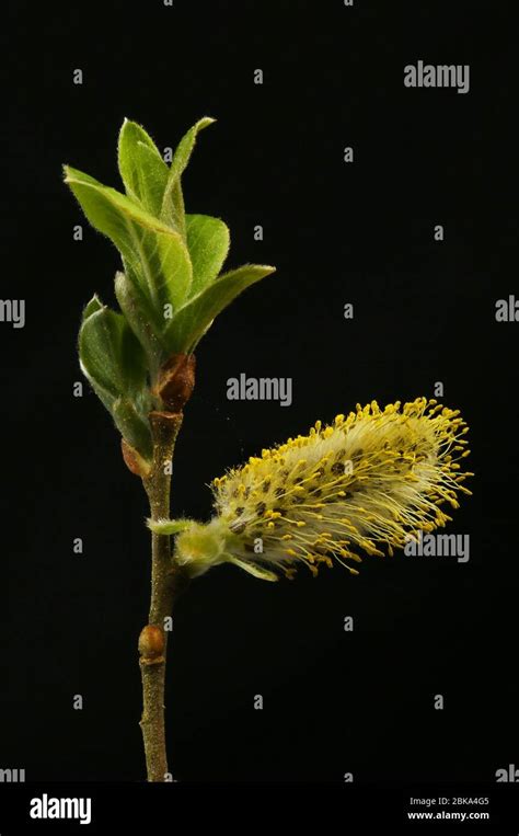 Pussy Willow Isolated Against Black Stock Photo Alamy