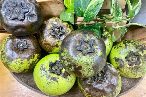 How To Grow And Care For A Black Sapote Tree The Tropic Garden