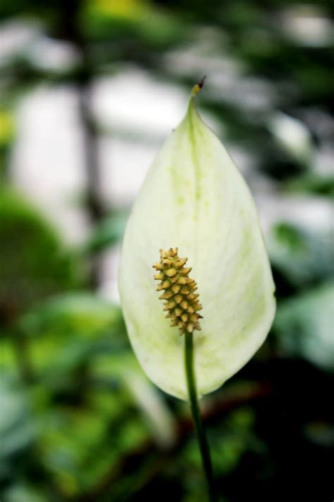 Wild Calla Lily Free Stock Photo - Public Domain Pictures