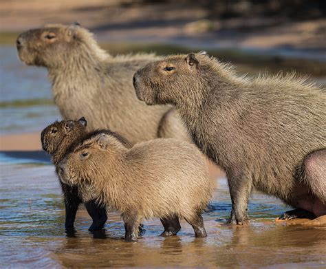 Happy Capybaras San Diego Zoo Wildlife Explorers