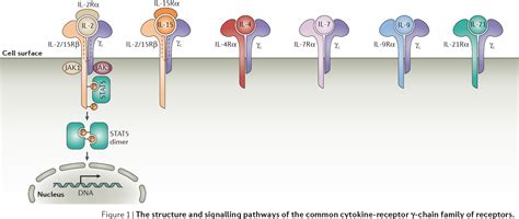 The biology of interleukin-2 and interleukin-15: implications for cancer therapy and vaccine ...