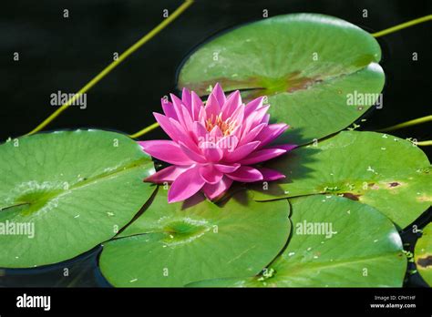 Water Lily Pads Stock Photo Alamy