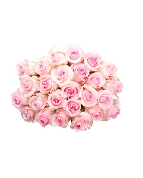 Pink Roses Flowers Bouquet Transparent HQ PNG Download | FreePNGImg