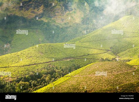 tea plantations   kolukkumalai estate kerala india stock photo