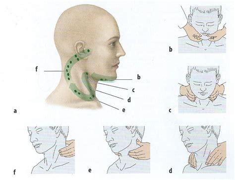 Alteraciones Bucales Ganglios Linfaticos De Cabeza Y Cuello