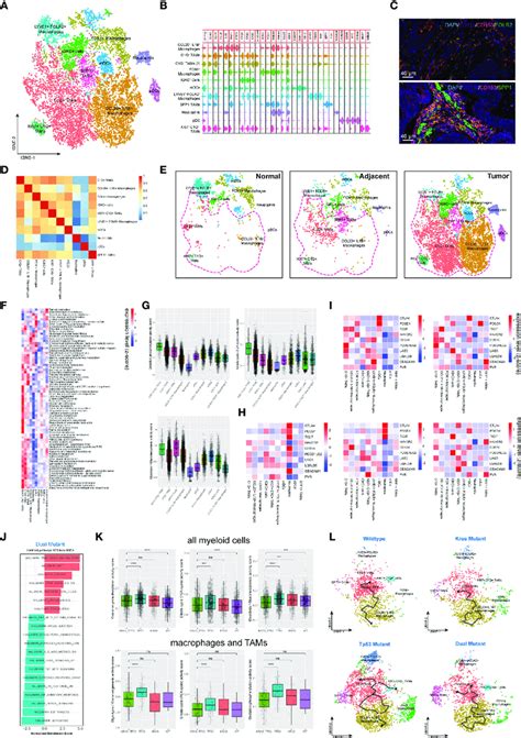 Tumor Infiltrating Myeloid Cells Exhibit Molecular Plasticity And