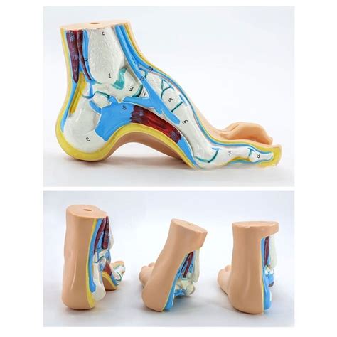 Модель стопы - плоская стопа купить на OZON по низкой цене (1725734172)