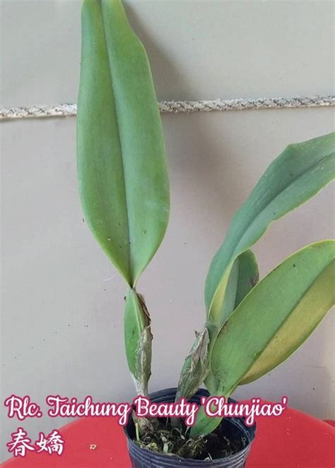 Rlc. Taichung Beauty 'Chunjiao' (Орхідея, Каттлеї (роздрібні ціни ...