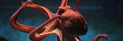 professor polvo  curiosidades  licoes sobre  natureza