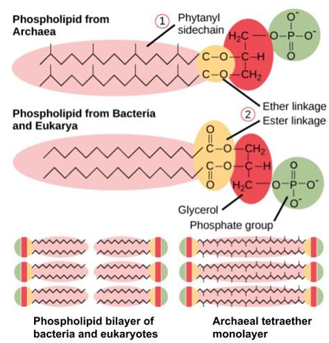 Archaea Vs Bacteria Cell Wall