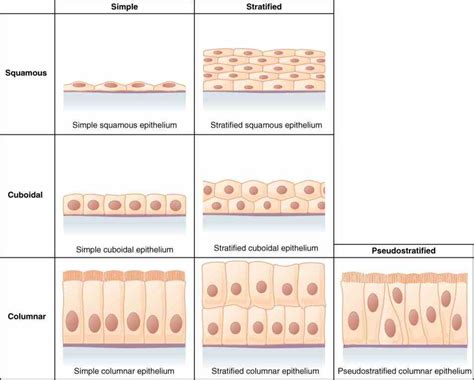 Epithelial Tissue In Respiratory System | MedicineBTG.com