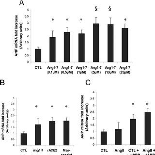 A Western Blotting Analysis Of Ace Protein Expression In Renal Tissue