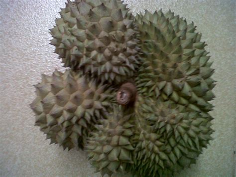 Indah pada Masanya: Durian Langka