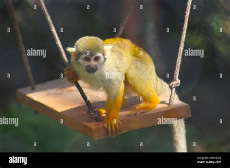 Common squirrel monkey Stock Photo - Alamy