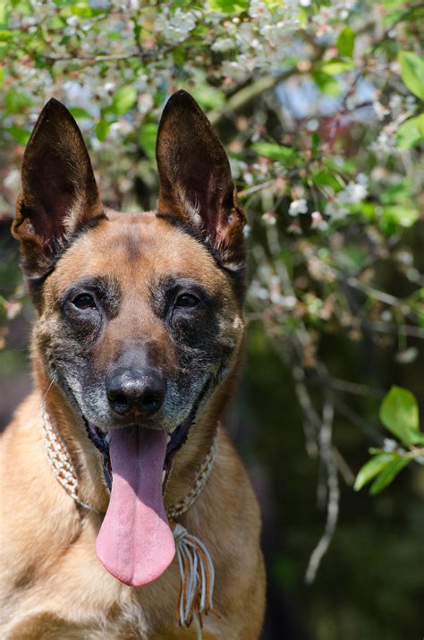 Free Images : puppy, spring, vertebrate, dog breed, sch fer dog