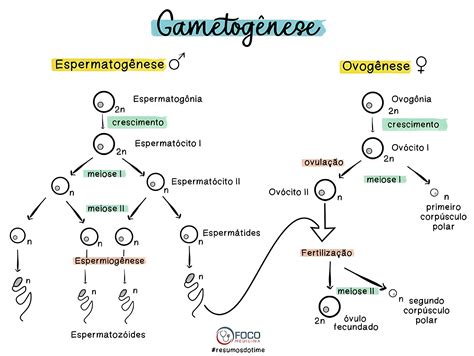 Mapa Mental Sobre Gametog Nese Maps Study