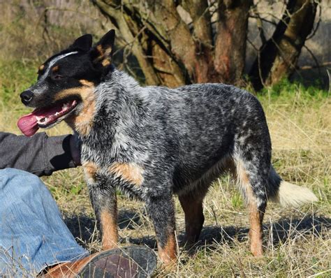 Blue Heelers in Texas