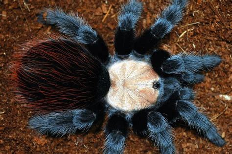 Intriguing Facts About Purple Bloom Tarantula Facts Net