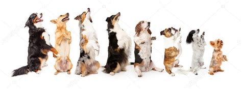 Dogs Of Different Breeds Stock Photo By ©adogslifephoto 94712122