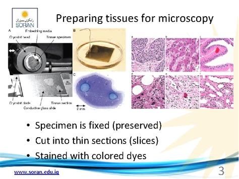 Physiology Epithelial Tissue Behrouz Mahmoudi Soran Edu