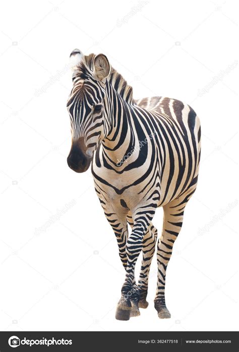 Zebra Isolated White Background — Stock Photo © anankkml #362477518