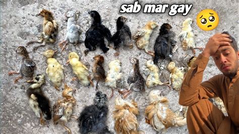 Sab Chicks Mar Gay Dill Toot Gaya YouTube