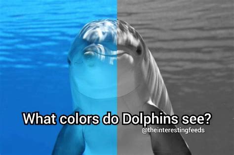 What colors do Dolphins see? Dolphin Vision Explained (2023)