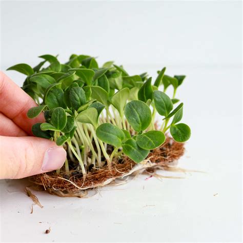 Borage Microgreens Seeds (Violet) ︎ MP SEEDS