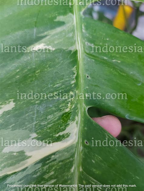 Epipremnum Pinnatum Albo Variegated Fenestrated Leaves – INDONESIAPLANTS