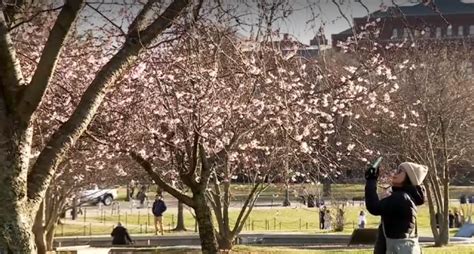 Cire Ii Din Washington Au Nflorit Cu Trei Luni Mai Devreme Spectacol