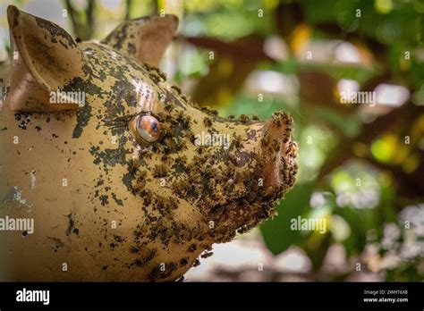 Sculpture Crafted From Vintage Pig Head Representing A Pig Statue