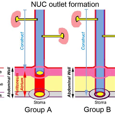 Regeneration of urinary tissue capable of barrier function is ...