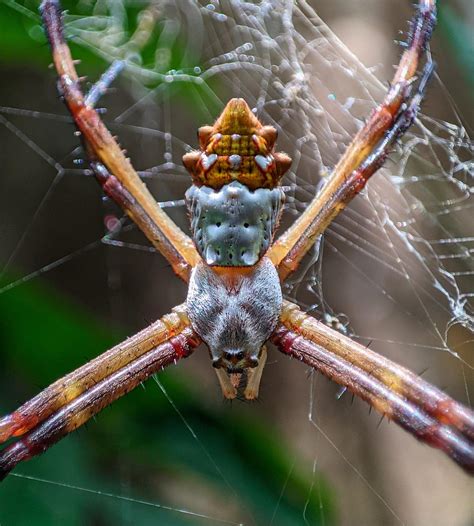 Male And Female Silver Garden Spider Argiope Argentata Rspiders