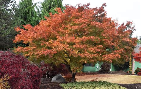 Maple Pruning Workshop and Demonstration