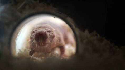 Naked Mole Rats Secret To Better Immunity The Atlantic