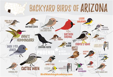 Backyard Birds of Arizona - Bird Watching Academy