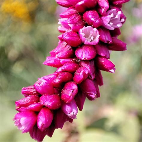 Горец восточный