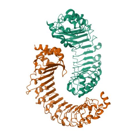 RCSB PDB - 8DRN: LRRC8A:C conformation 1 (round) LRR focus 1