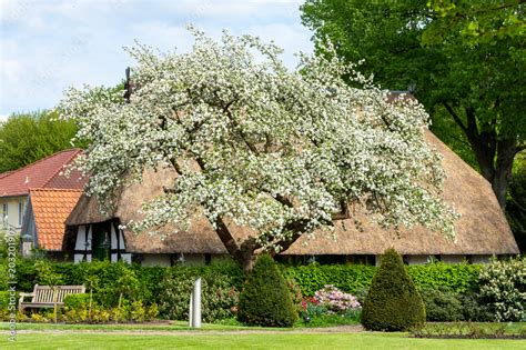 Blühender Apfelbaum vor einem Bauernhaus mit Strohdach in Nienburg an