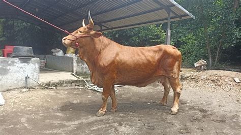 Sapi Indukan Super Mirip Banteng Matador Youtube