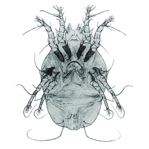 3 Dermatophagoides Pteronyssinus [14] Download Scientific Diagram