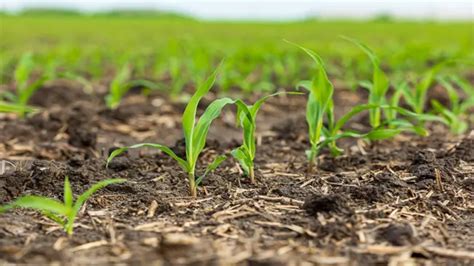 How To Plant Corn Seeds Simple Steps For First Time Growers Forestry