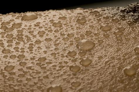 Water Droplets On Human Skin Stock Image Image Of Round Light 178434795