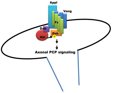 APPL Is A Novel Modulator Of Wnt PCP Signaling Required For Axon