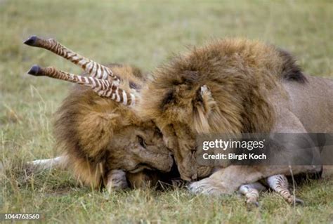 Lion Eat Zebra Photos Et Images De Collection Getty Images