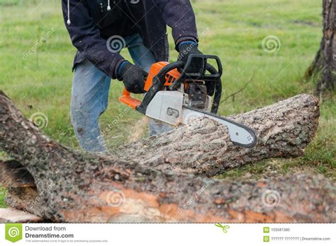 A Vu Une Scie D Essence D Arbre L Homme Scie Un Arbre Le Forestier Avec