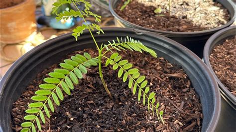 Grow Royal Poinciana From Seed Youtube