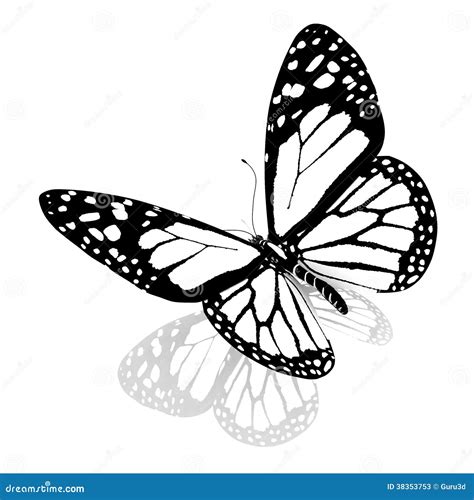 Mariposa Blanco Y Negro